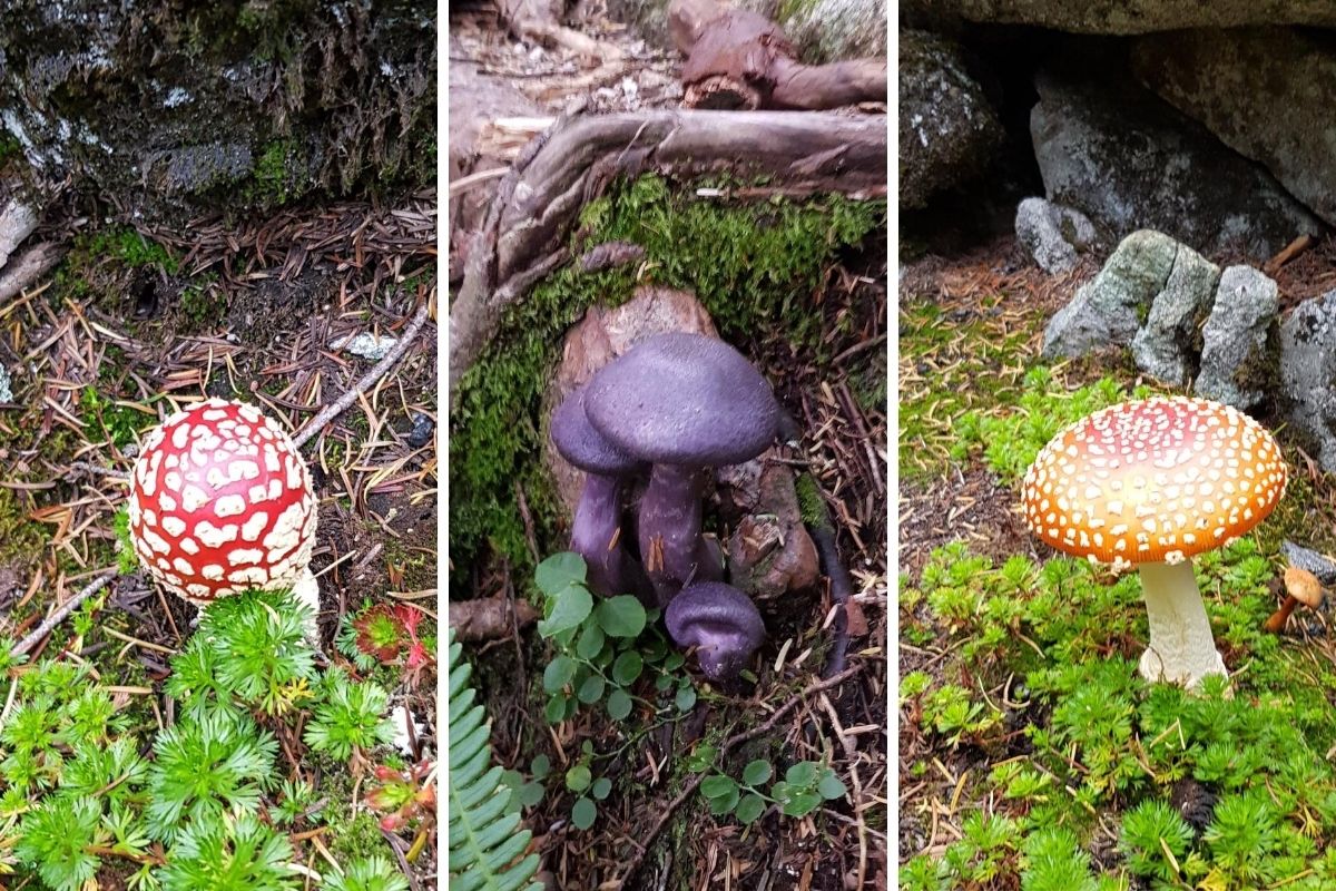 Elsay Lake Trail mushrooms